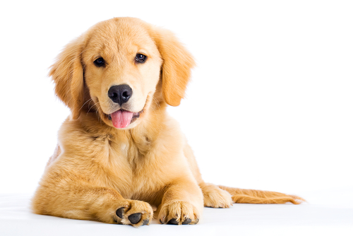 Therapy Pets: Service Dogs