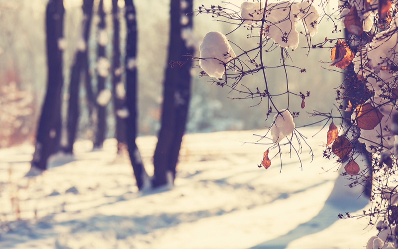 Special Needs Families: Winter