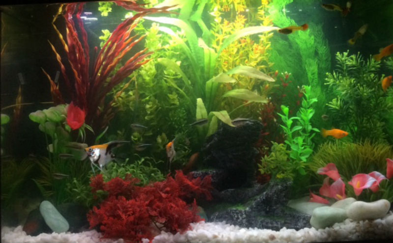 Five lessons my autistic daughter is learning through having a tropical fish tank